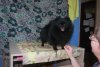 Рус Хаус Ворхут Шикарная Штучка