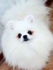 New's Pomeranian's Bo0Mer