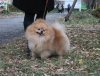 Элит Триумф Лексус