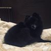 Белиссима Бьянка