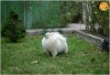 Cherubacres White Gold