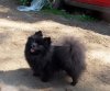 Авалон'с Гард Наоми Дарк