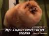 Альто'з Хауз И Емпера Оф Май Дримс