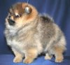 Фонн Енькофф Император Запада