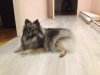 Элемент Роскоши Белиссимо