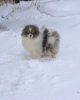 Эвридэй Стар Магнифико