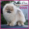 Sunryze Poms The Hancover Doug