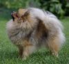 Magic Design Petit Poms