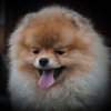 Тотем Сигн Оф Зе Тайм'с Из Вестландии