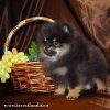 Кинг Коул Ролекс Из Вестландии
