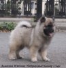 Алмазный Источник Неотразимый Кавалер