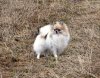 Элемент Роскоши Золотая Орхидея