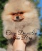 Стар Дюмивар Гай Ричи