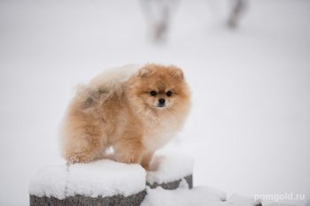 Джувелри Элвис