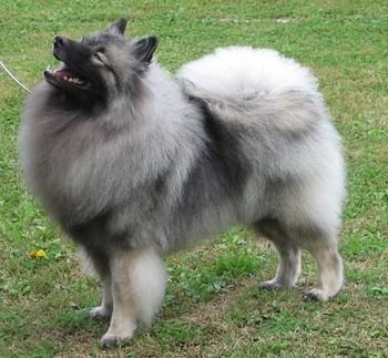 Айстраум Царина
