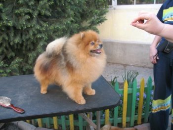 G.m.g.pom's Onimucha