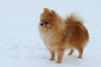 Люмен Эст Дарси
