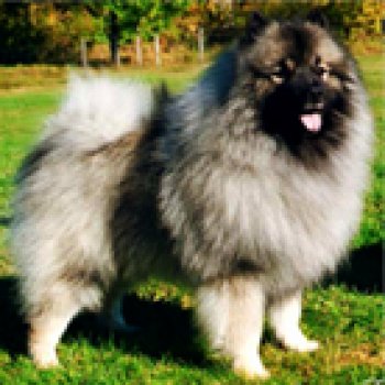 King Edwards Burriga Bragd-Bjorn