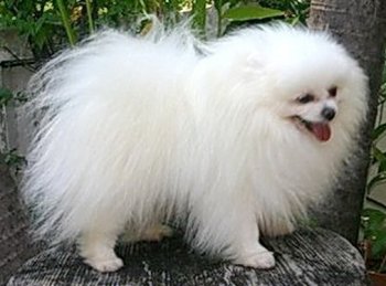 Arena Pom's Little White Casper