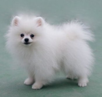 Kroshka-Horoshka Of Athens Kennel