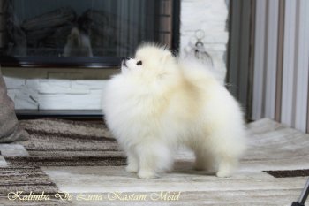 Калимба Де Луна Кастом Мейд