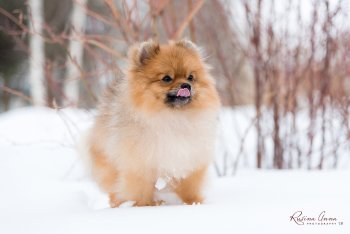 Сургут Оилз Сити Лео