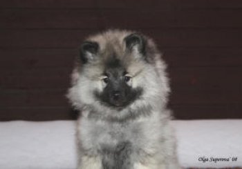 Роуджек Звёздная Ночь