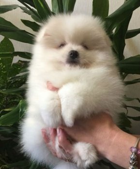 Чистый Бриллиант