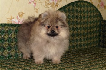 Коко Шанель