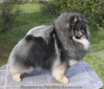 Иллюзия Из Русского Камелота