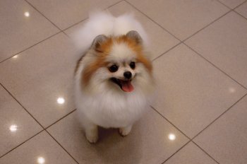 Оллис Мемори