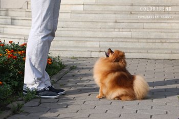 Колортренд Виктория
