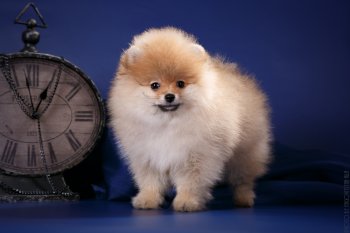 Дэнсинг Джолли