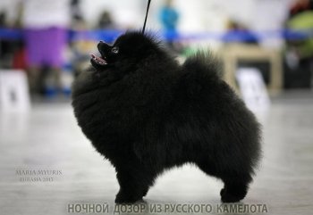 Ночной Дозор Из Русского Камелота