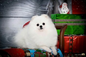 Онли Овейшн Лас Вегас