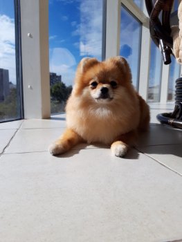 Коралина Шик Остин