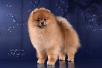 Амбер Хаппинесс Алфей