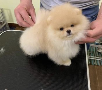 Vip Pom Stars No1 Angel