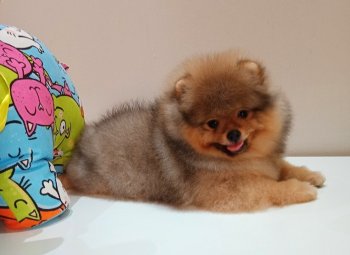 Дилинзе'с Хаус Шанни