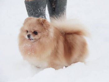 Бонсари Кунсула Макси Вита