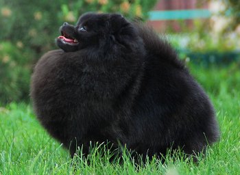 Джул’С Помс Эйфория Блэк Тэмптейшн