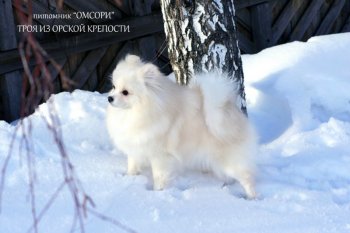Троя Из Орской Крепости