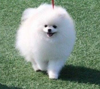 Marshmaro Of Funpuppy