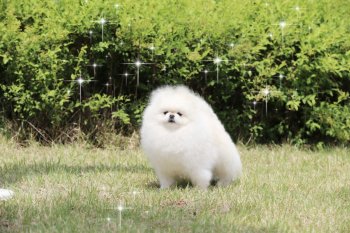 Marchmaro Of Funpuppy