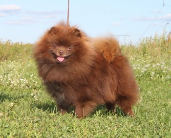 Никсэнд Шелби Чоколэйт Эйс