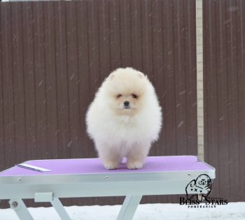 Блисс Старс Валенсия