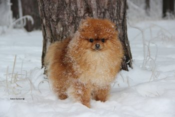 Фонабель Бона Дэа