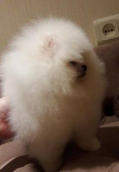 News Pomeranian Moni