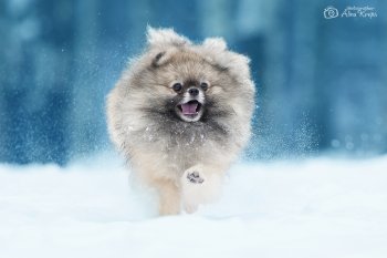 Невастар Знак Качества
