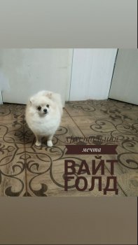 Хрустальная Мечта Вайт Голд